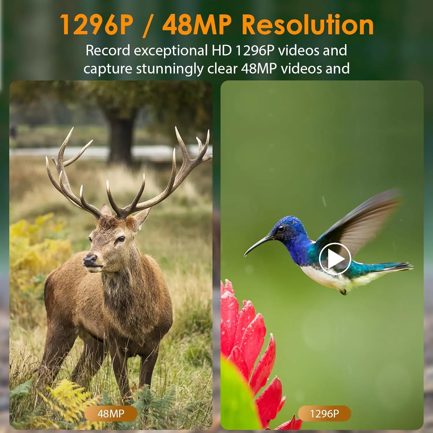 2-Pack 48MP 1296P Trail Cameras Night Vision No Glow H.264 Video Motion Activated 0.1S Trigger Time Waterproof for Outdoor Wildlife Hunting and Home Security Surveillance