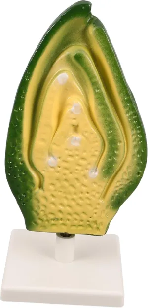 Anatomy Teaching Aid Cell Model Early Biology Aid Science Early Classroom Teaching Plant Cell Anatomy Model