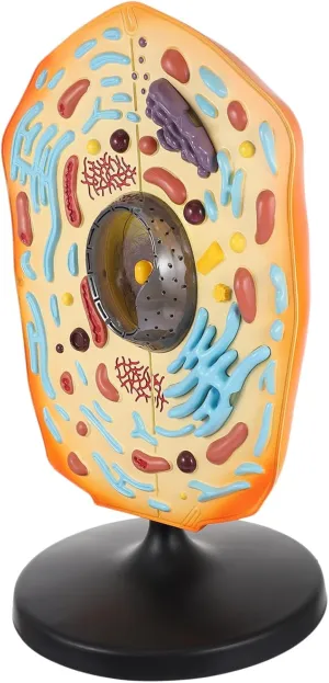 Animal Cell Model Display Kit Educational Biology Teaching Aid for Middle School for Classroom Learning and Research Intuitive Anatomy Model with Detachable Parts