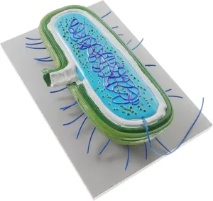 Biology Cell Models for Education Anatomy Teaching for Middle School Detailed Models Versatile Science Supplies for Classroom and Research Use