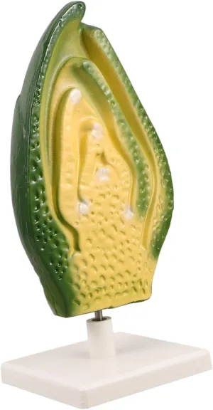 TOYANDONA Plant Embryo Model Detailed Teaching Tool for High School Science Labs and Classroom Demonstrations Enhances Engagement and Learning Outcomes